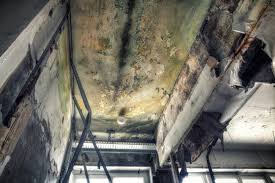 Best Real Estate Mold Inspection  in USA